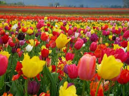 Tulipány